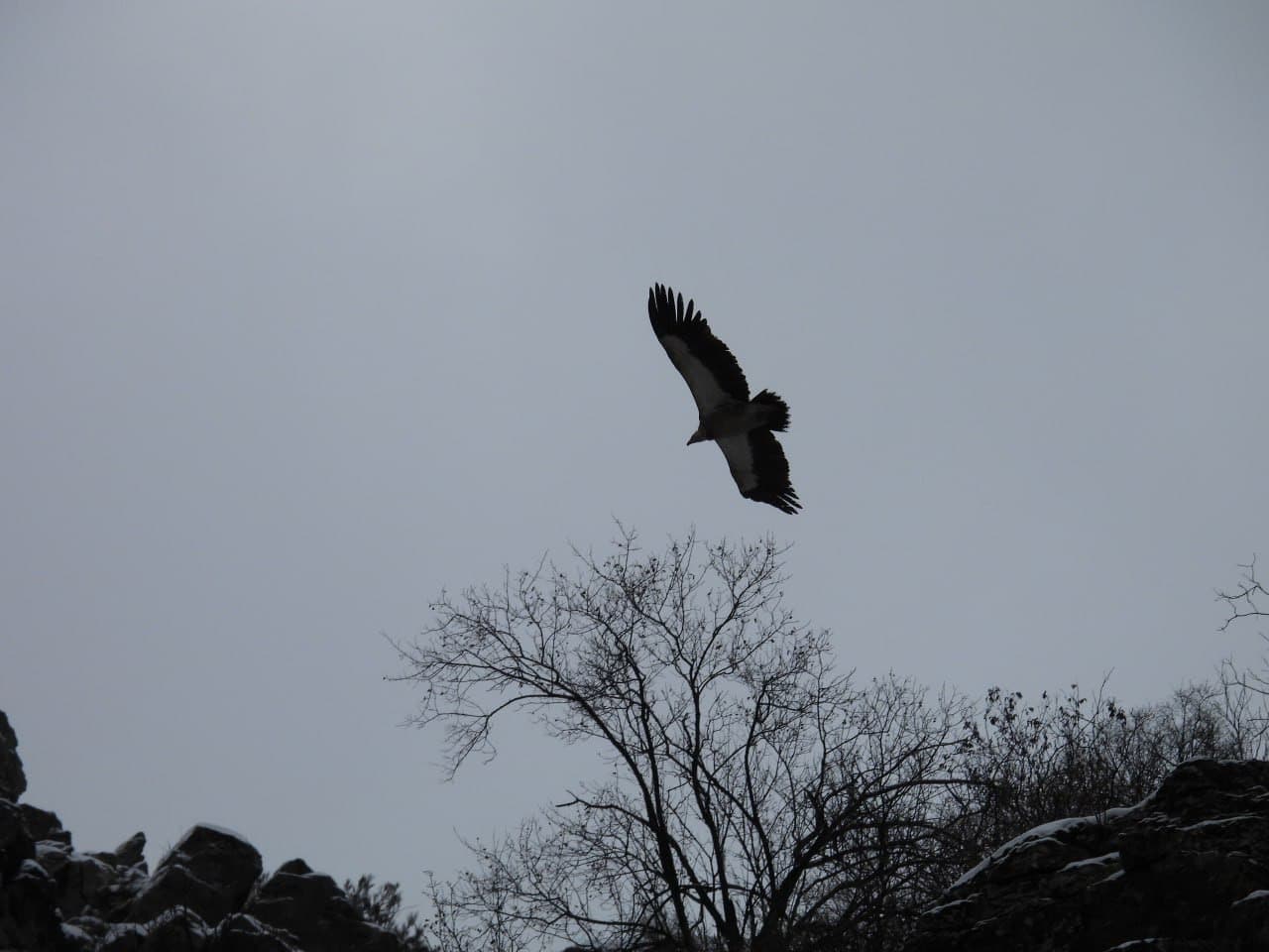 A White-Headed Vulture Spotted Over "Yukori Tupalang" National Natural Park