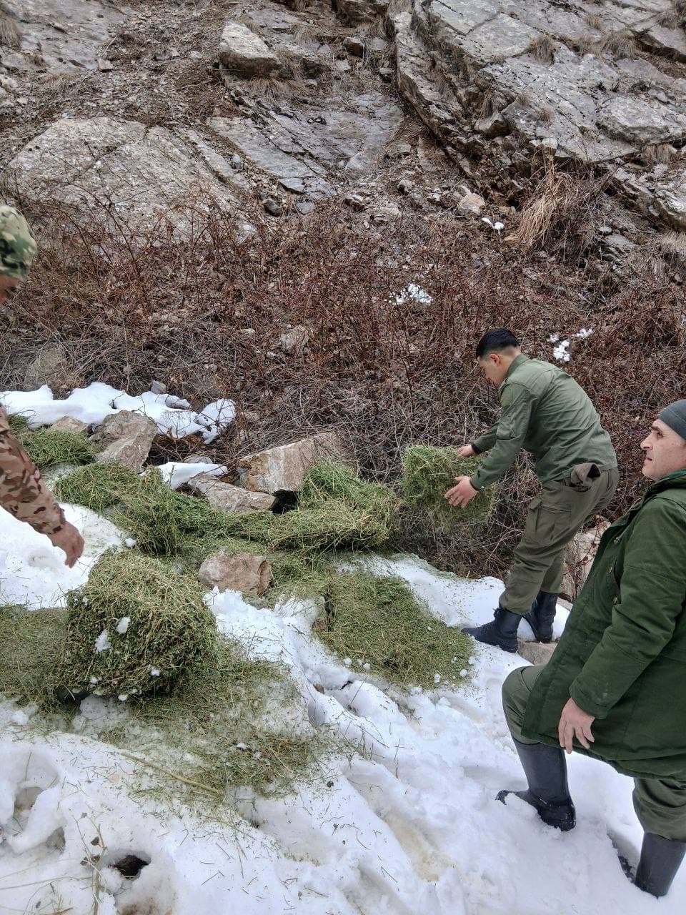В Угам-Чаткальском парке и Чаткальском заповеднике создаются благоприятные условия для обитания животных