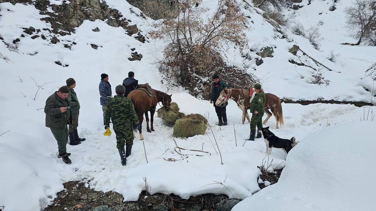 В Угам-Чаткальском парке и Чаткальском заповеднике создаются благоприятные условия для обитания животных