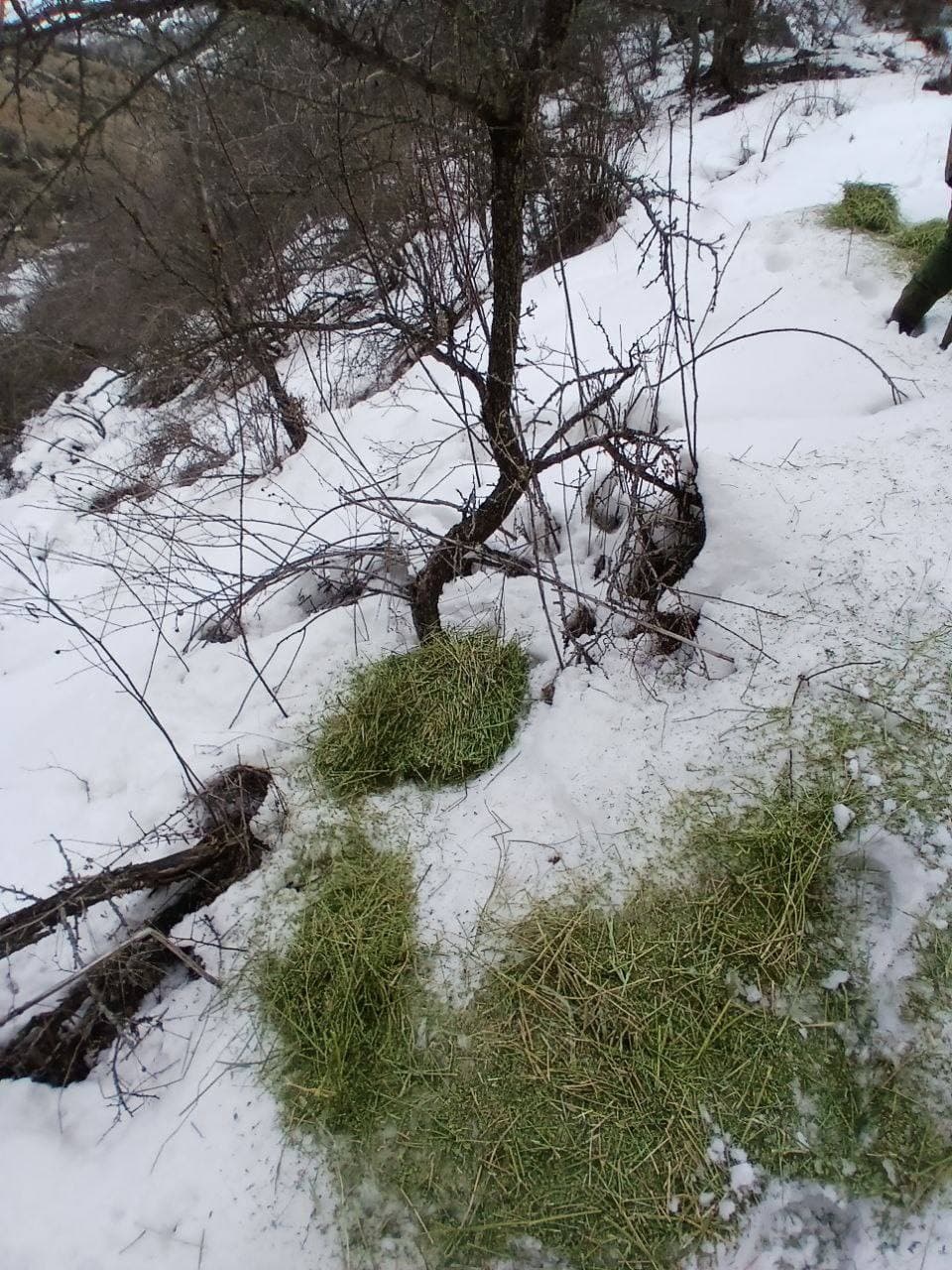 В Угам-Чаткальском парке и Чаткальском заповеднике создаются благоприятные условия для обитания животных