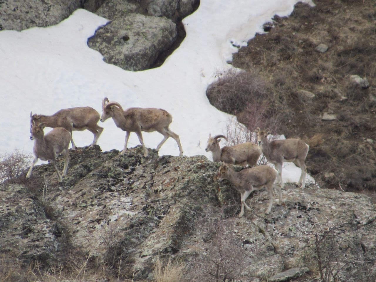 В Нуратинском заповеднике стабилизировалась численность кызылкумских архаров
