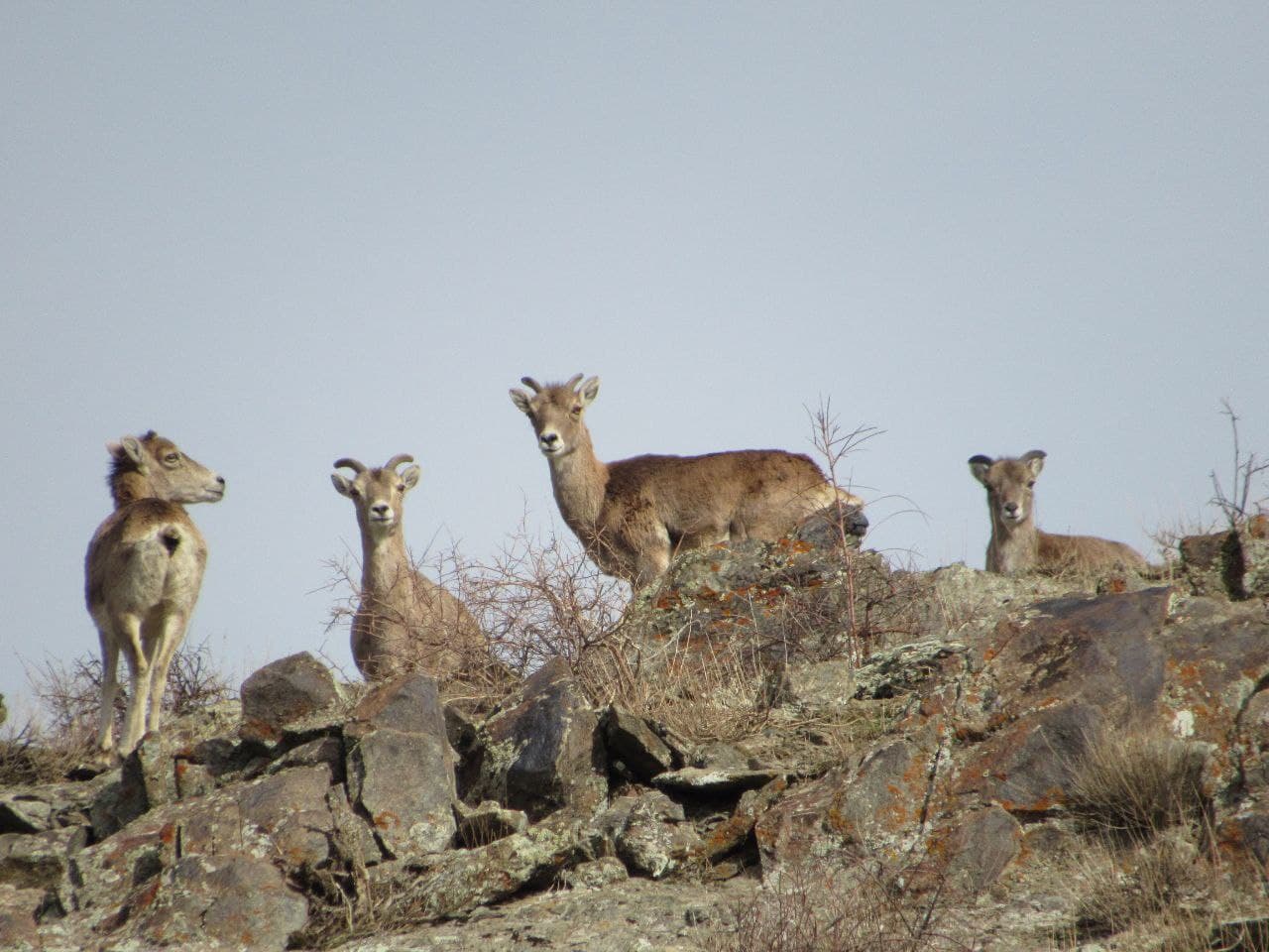 В Нуратинском заповеднике стабилизировалась численность кызылкумских архаров