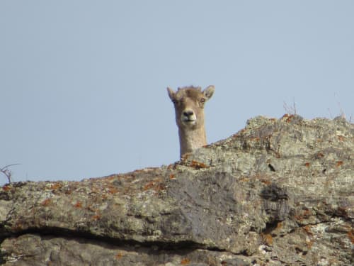 Nurotada Qizilqum arxarlari soni barqarorlashdi