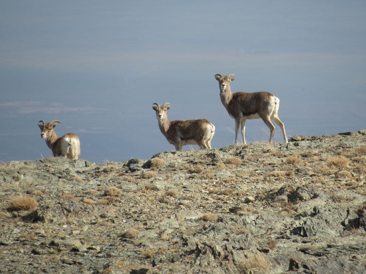 В Нуратинском заповеднике стабилизировалась численность кызылкумских архаров