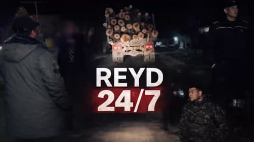 Приняты меры в отношении нарушителя, незаконно срубившего деревья в Сурхандарьинской области