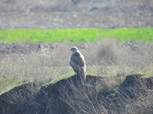 Bird of Prey Captured in the Lens at Zarafshan National Park