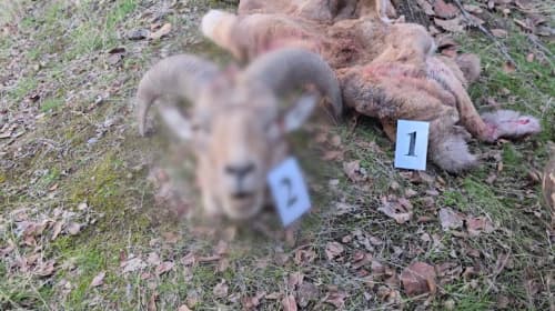 Illegal Hunting of a Bukhara Argali Identified in the “Babatag” Area