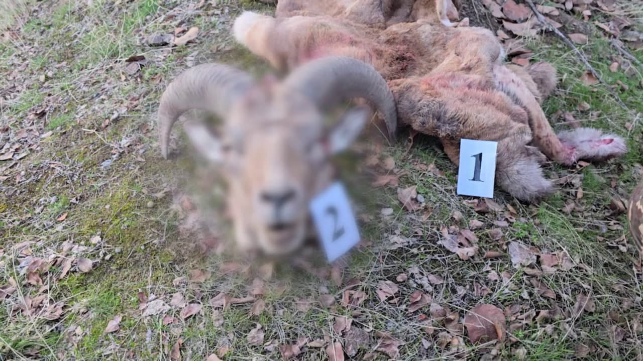 Стало известно о незаконной охоте на бухарского горного барана в «Бабатаге»