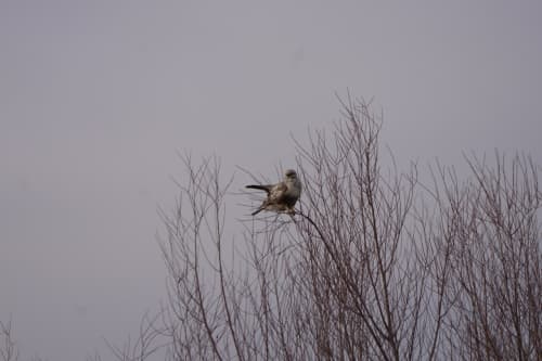White-Tailed Eagle and Rough-Legged Buzzard in the Lower Amu Darya