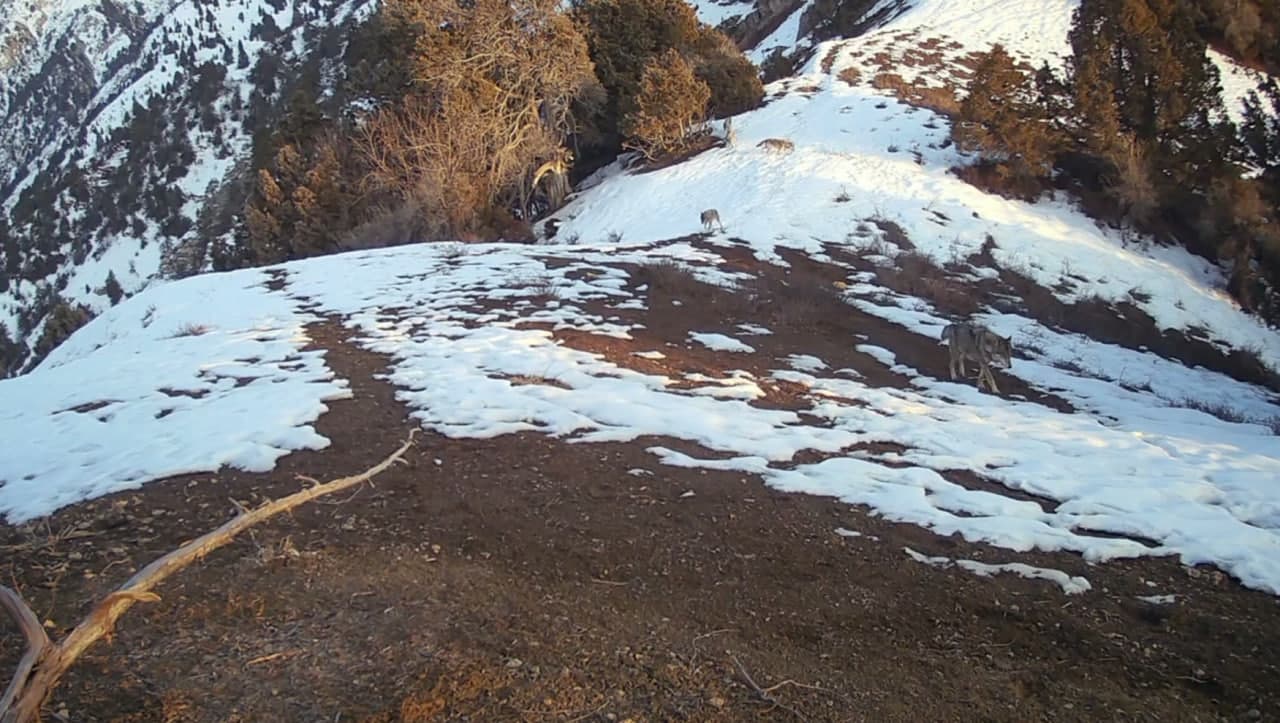 Волки играют важную роль в поддержании экологического баланса