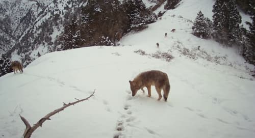 Wolves Play a Key Role in Maintaining Ecological Balance