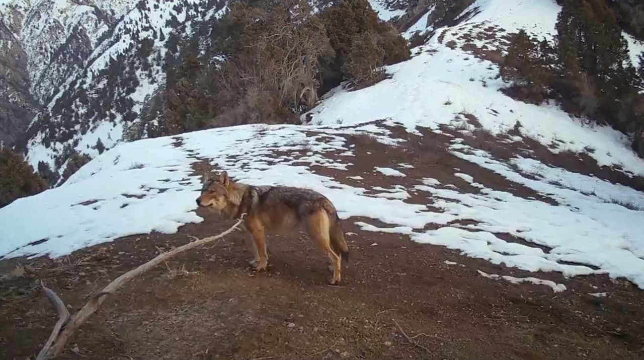 Волки играют важную роль в поддержании экологического баланса