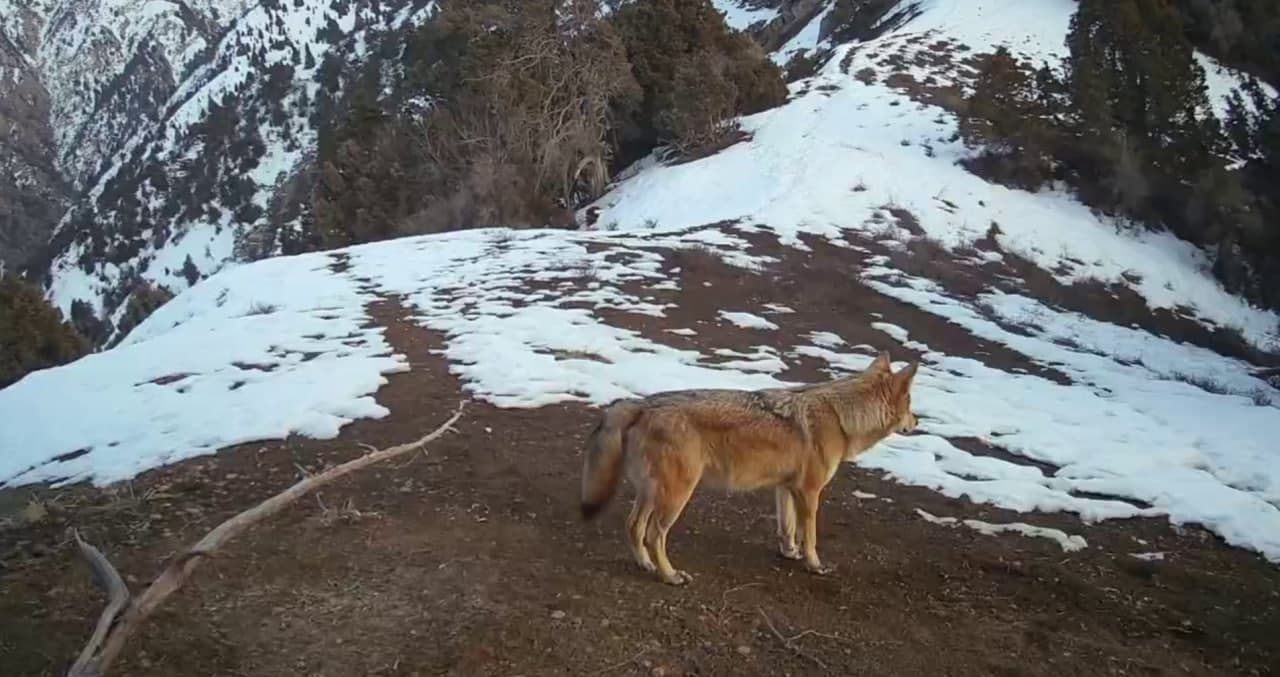 Волки играют важную роль в поддержании экологического баланса
