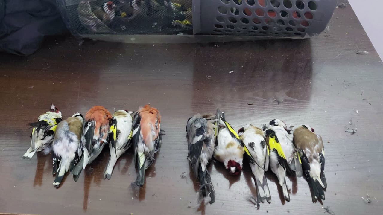 Приняты меры в отношении нарушителя, пытавшегося незаконно ввезти щеглов в Узбекистан