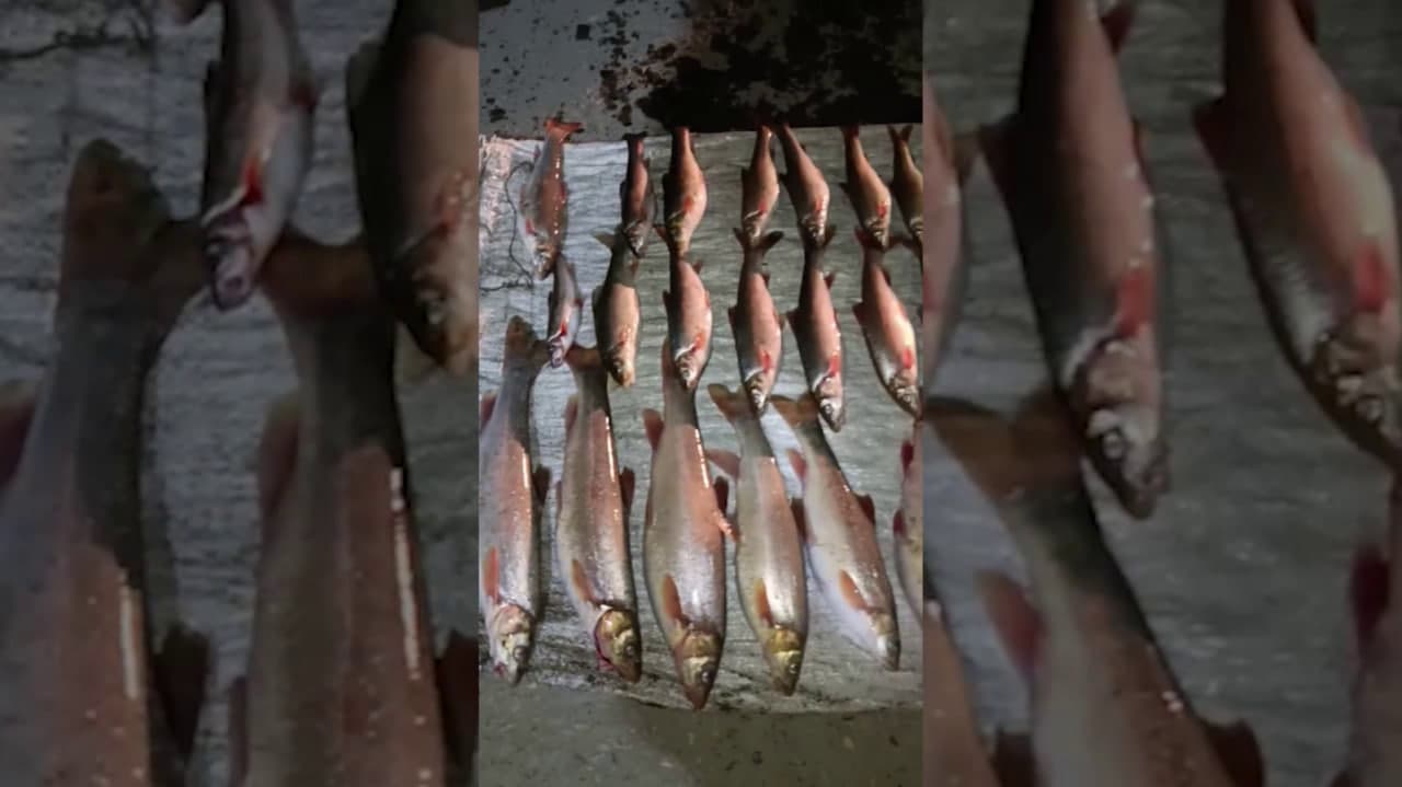 Environmental Damage Exceeds 350 Million Sums in Andijan Region