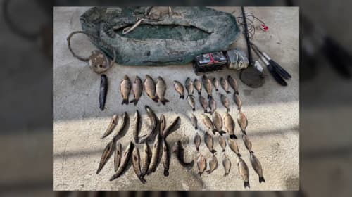 В Сырдарьинской области природе нанесён ущерб более чем на 500 млн сумов