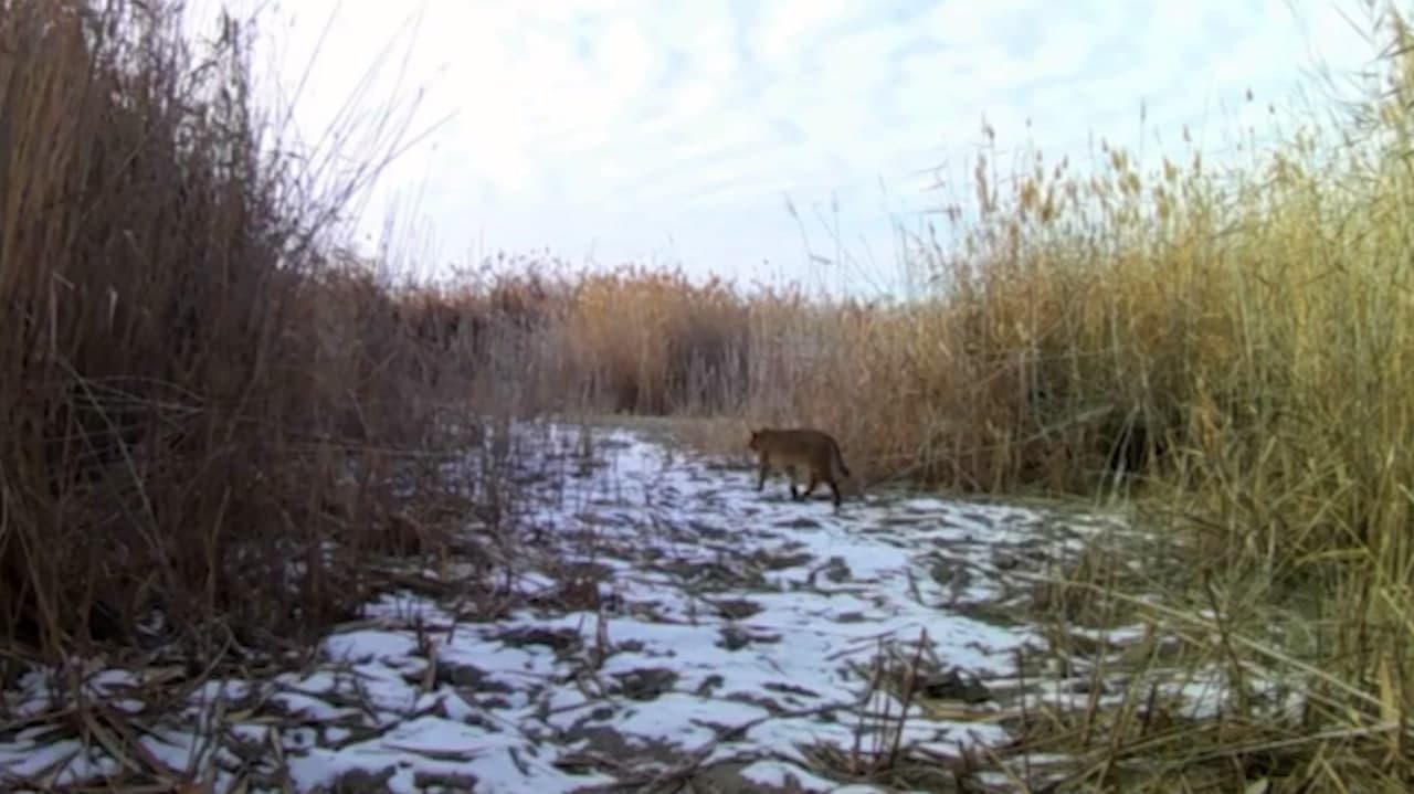 The jungle cat and tolai hare of "Sudoche-Akpetki"
