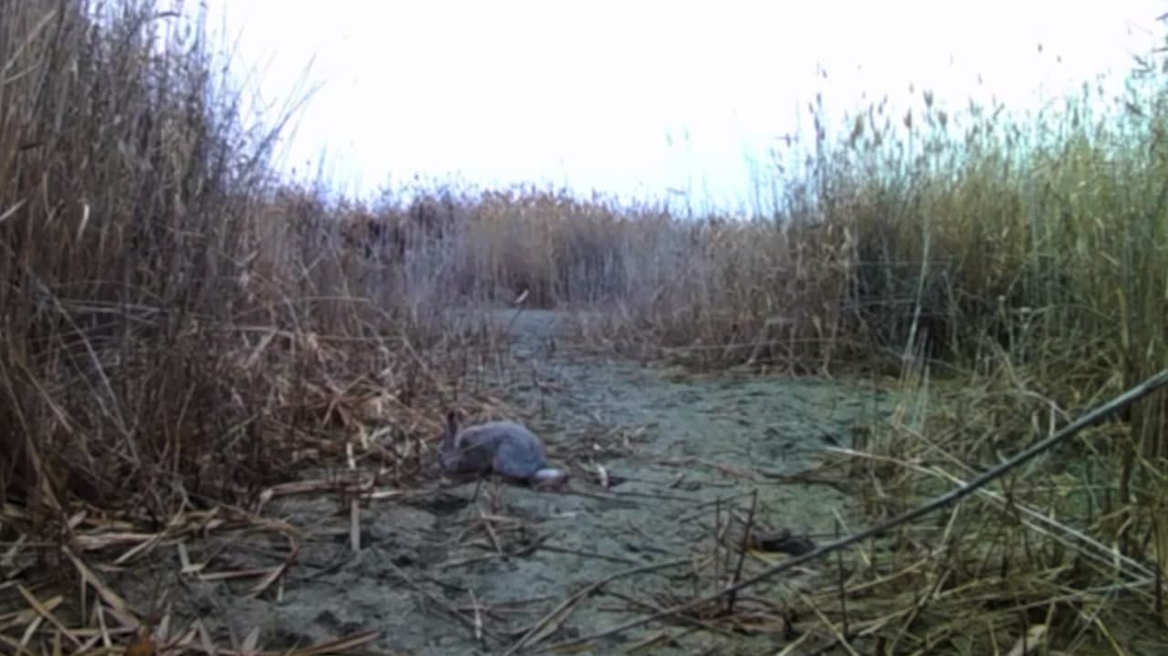 The jungle cat and tolai hare of "Sudoche-Akpetki"