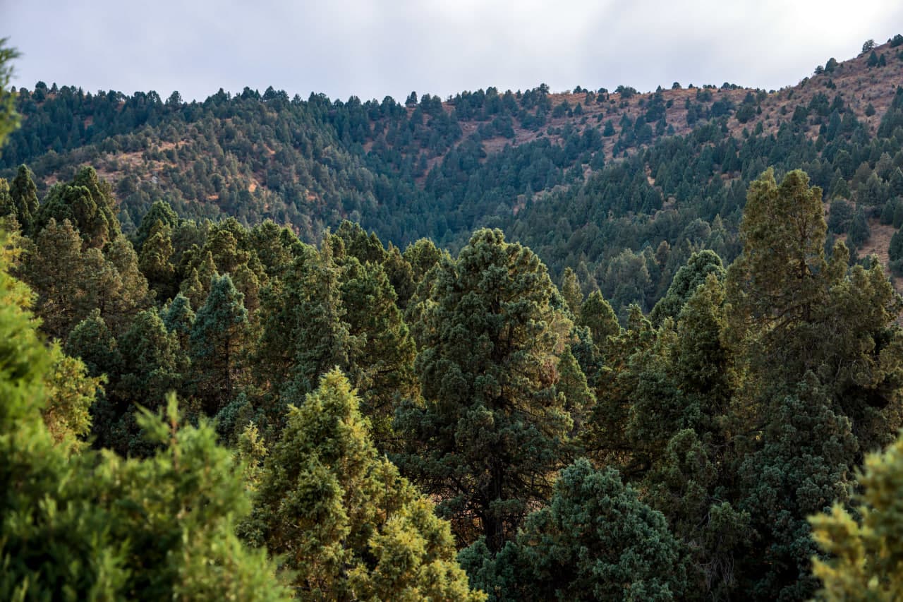 Milliy tabiiy meros obyektlariga doir zarur talablar belgilandi