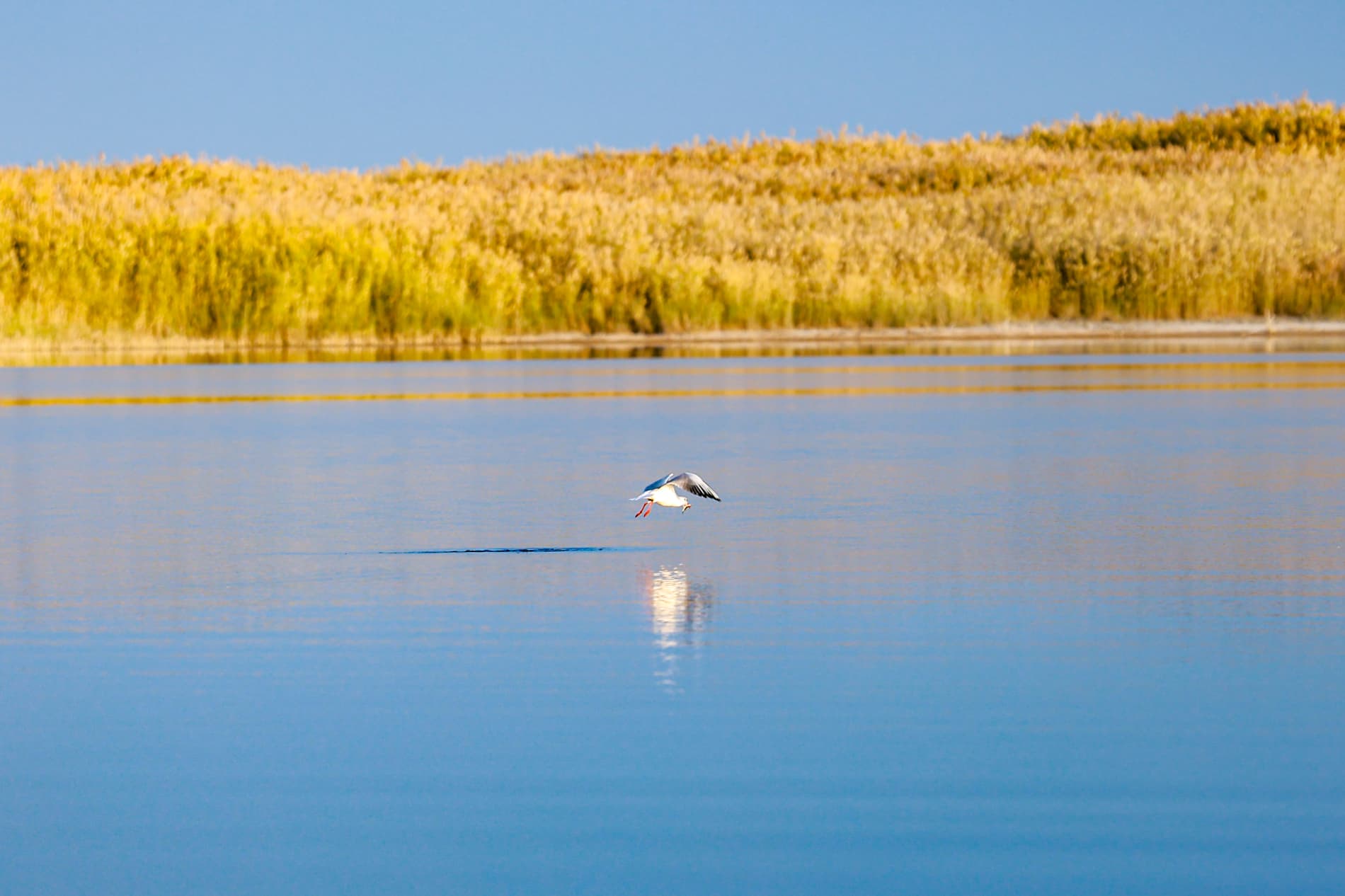 1 апреля – Международный день птиц