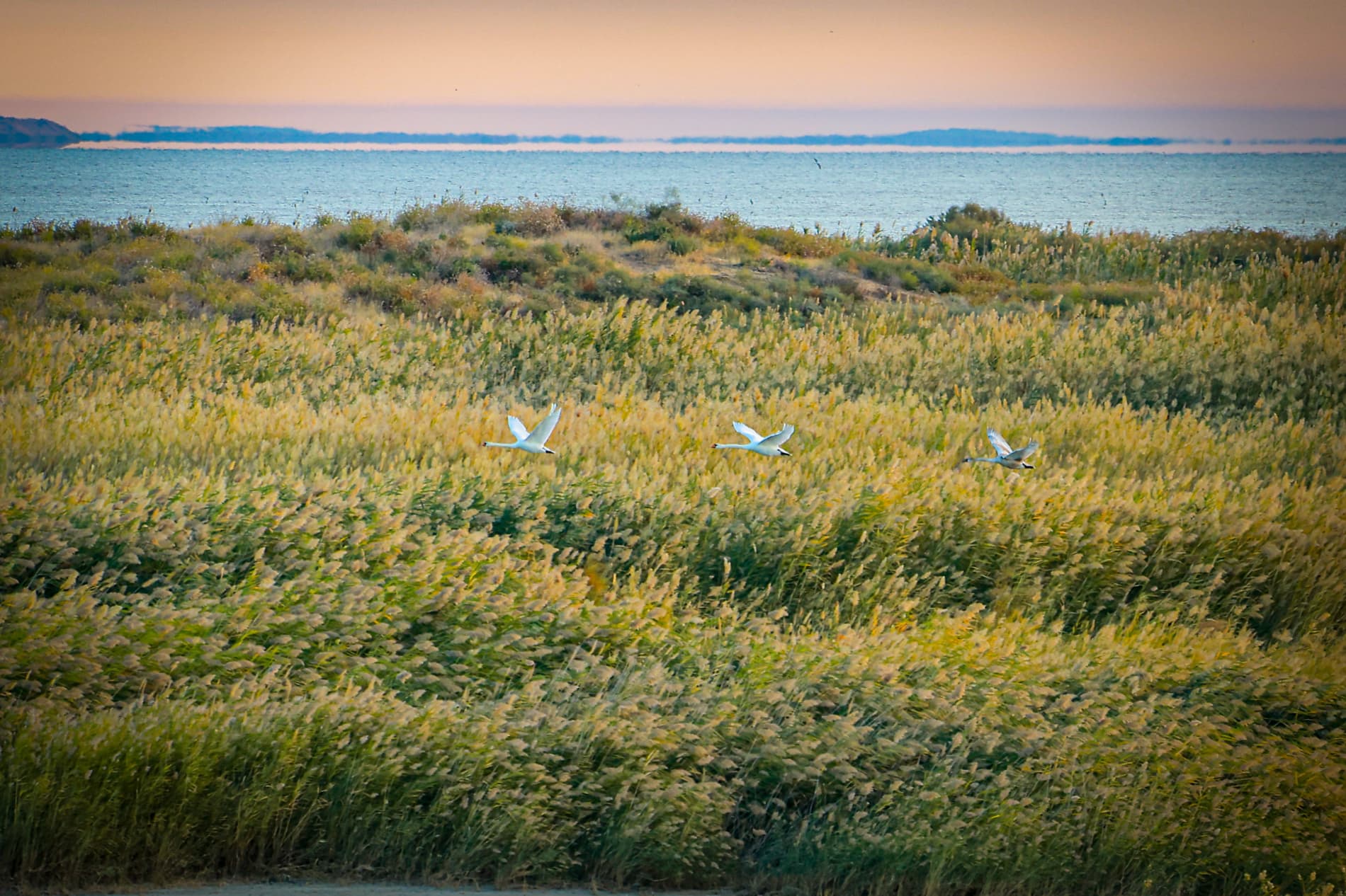 1 апреля – Международный день птиц