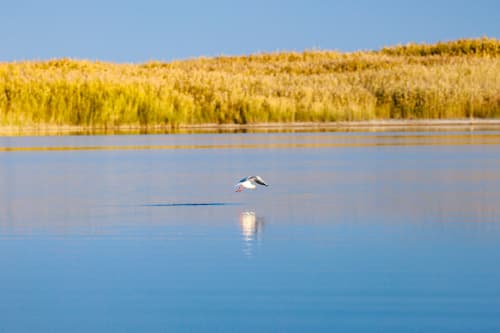 April 1 – International Bird Day