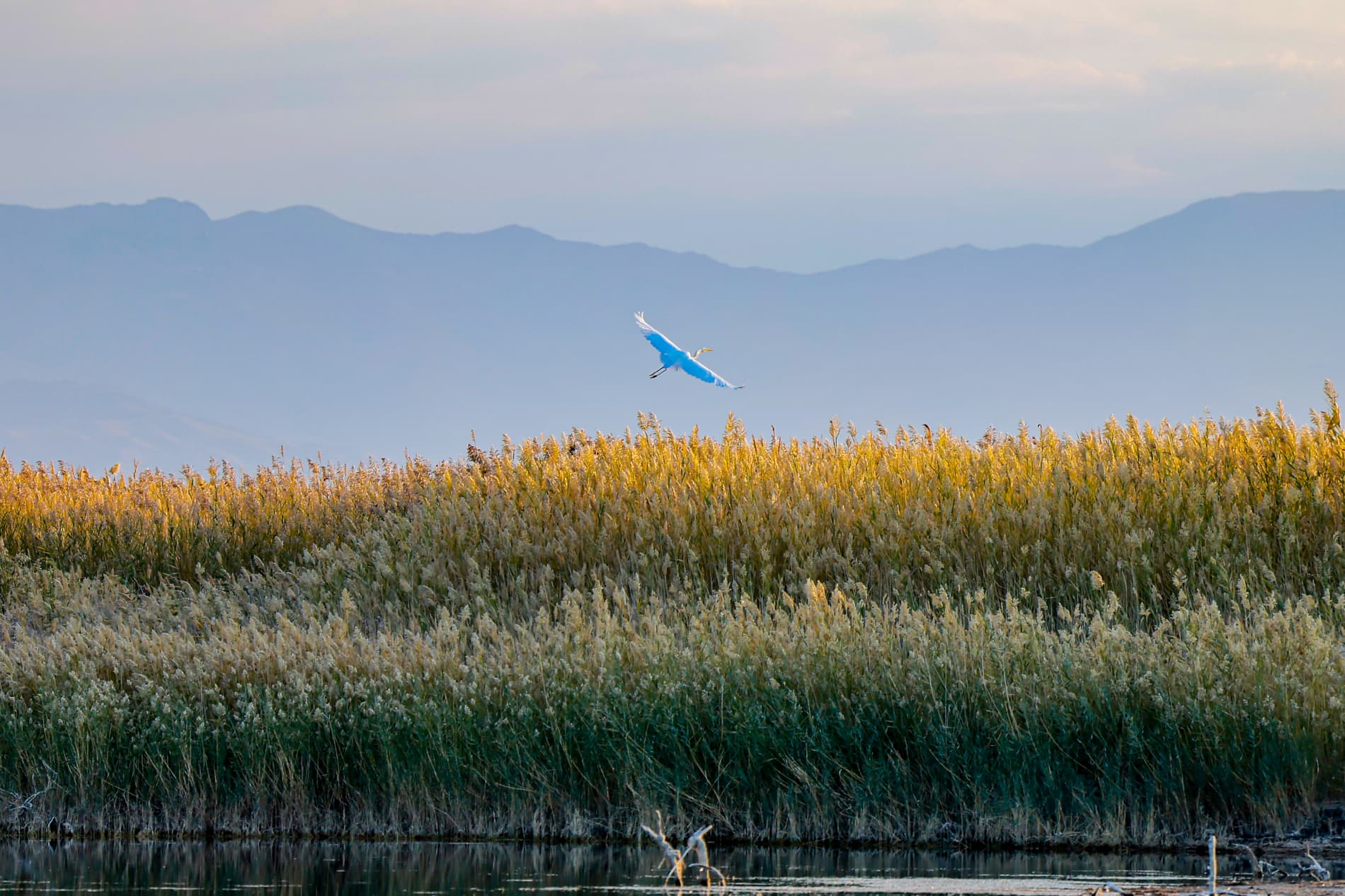 1 апреля – Международный день птиц