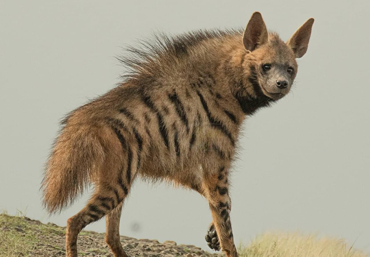 Инициативы Узбекистана по сохранению полосатой гиены поддержаны на COP15 CMS