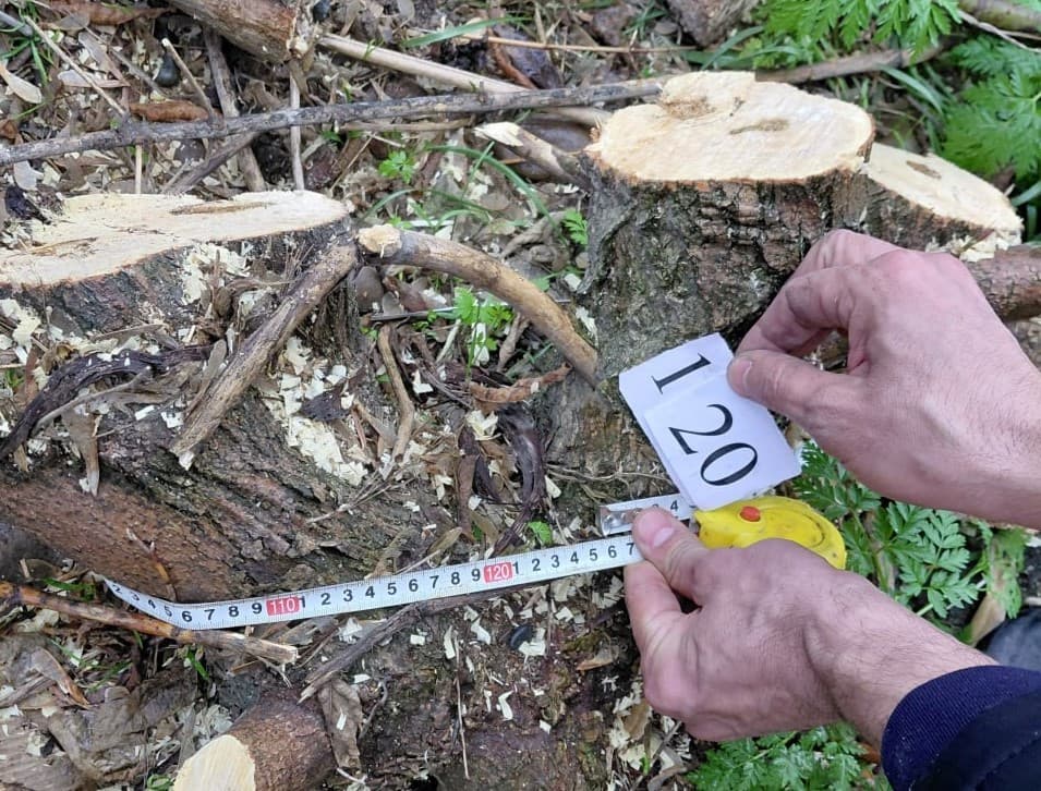 В Янгиюле природе причинён ущерб на сумму более 1 млрд сумов