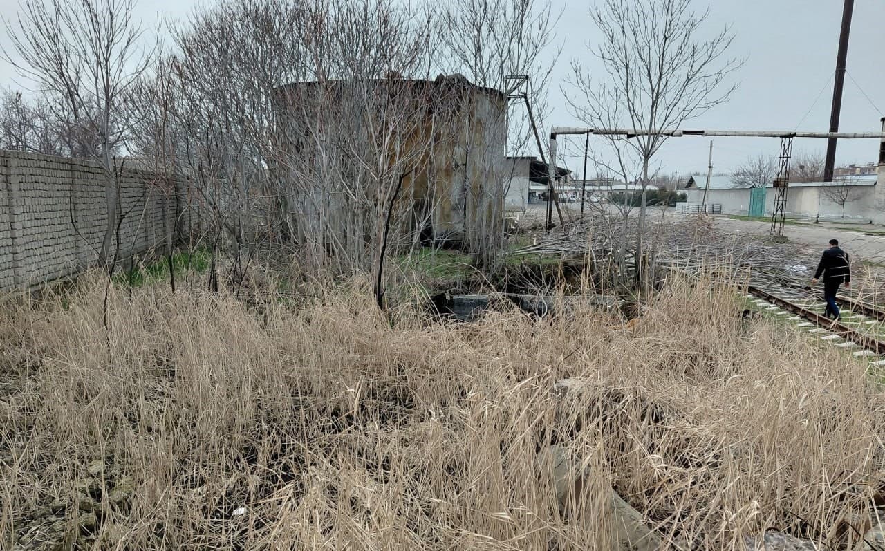 В Янгиюле природе причинён ущерб на сумму более 1 млрд сумов