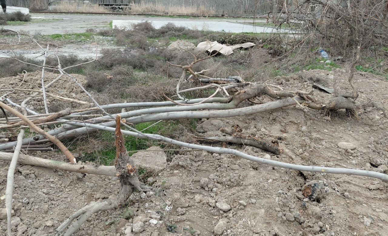 В Янгиюле природе причинён ущерб на сумму более 1 млрд сумов