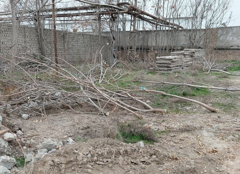 В Янгиюле природе причинён ущерб на сумму более 1 млрд сумов