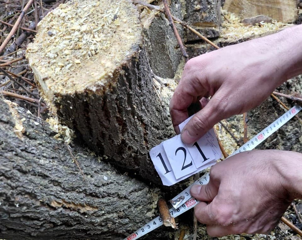 В Янгиюле природе причинён ущерб на сумму более 1 млрд сумов