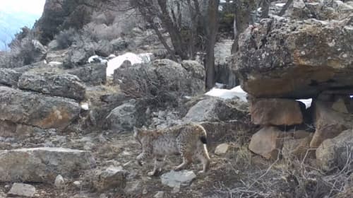 Туркестанская рысь в объективе фотоловушки