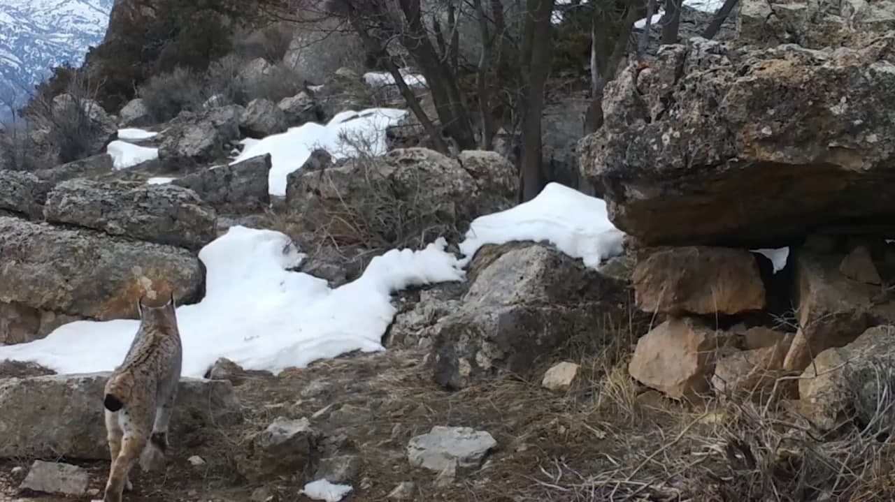 Turkiston silovsini fotoqopqonda