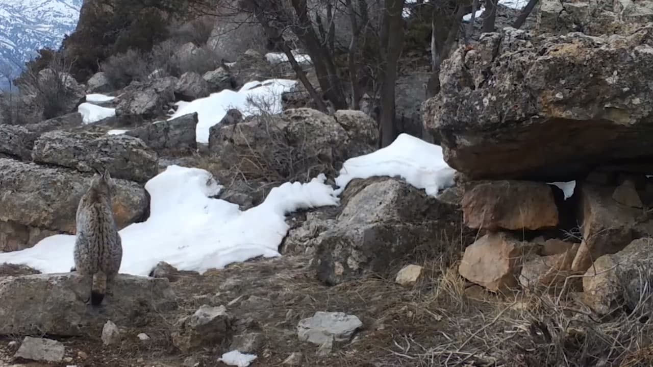 Turkiston silovsini fotoqopqonda