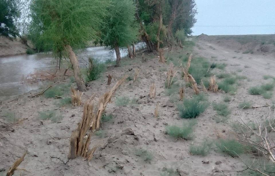 В Бухарской области предпринимателю, причинившему значительный ущерб природе, назначено наказание