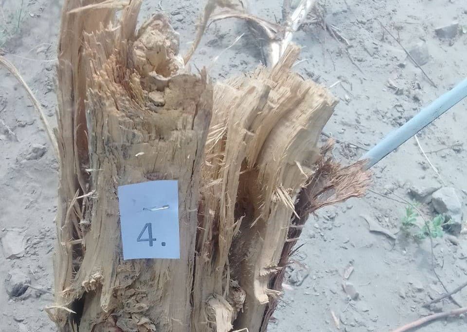 В Бухарской области предпринимателю, причинившему значительный ущерб природе, назначено наказание