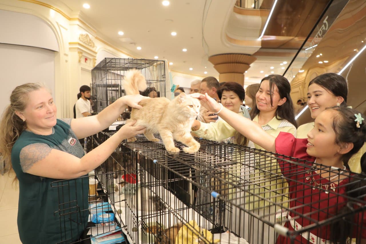 В Ташкенте проходит международная выставка кошек «Cat X Show 2026»