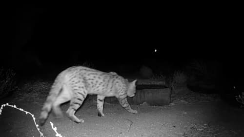 Steppe cat captured by camera trap in "Aktag-Tamdi" State Nature Reserve