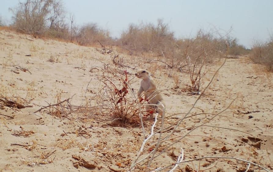 Yellow Ground Squirrel Spotted by Camera Trap in Khorezm National Nature Park