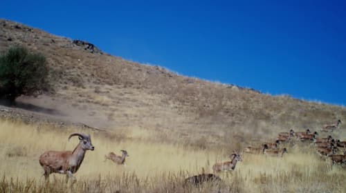 Kyzylkum Argali Captured by a Camera Trap in Nurata