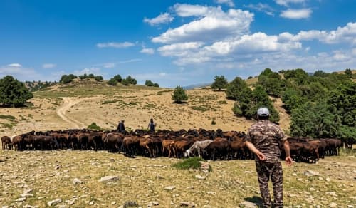 O‘rmon xo‘jaligi hududida chorva mollari boqilganligi aniqlandi