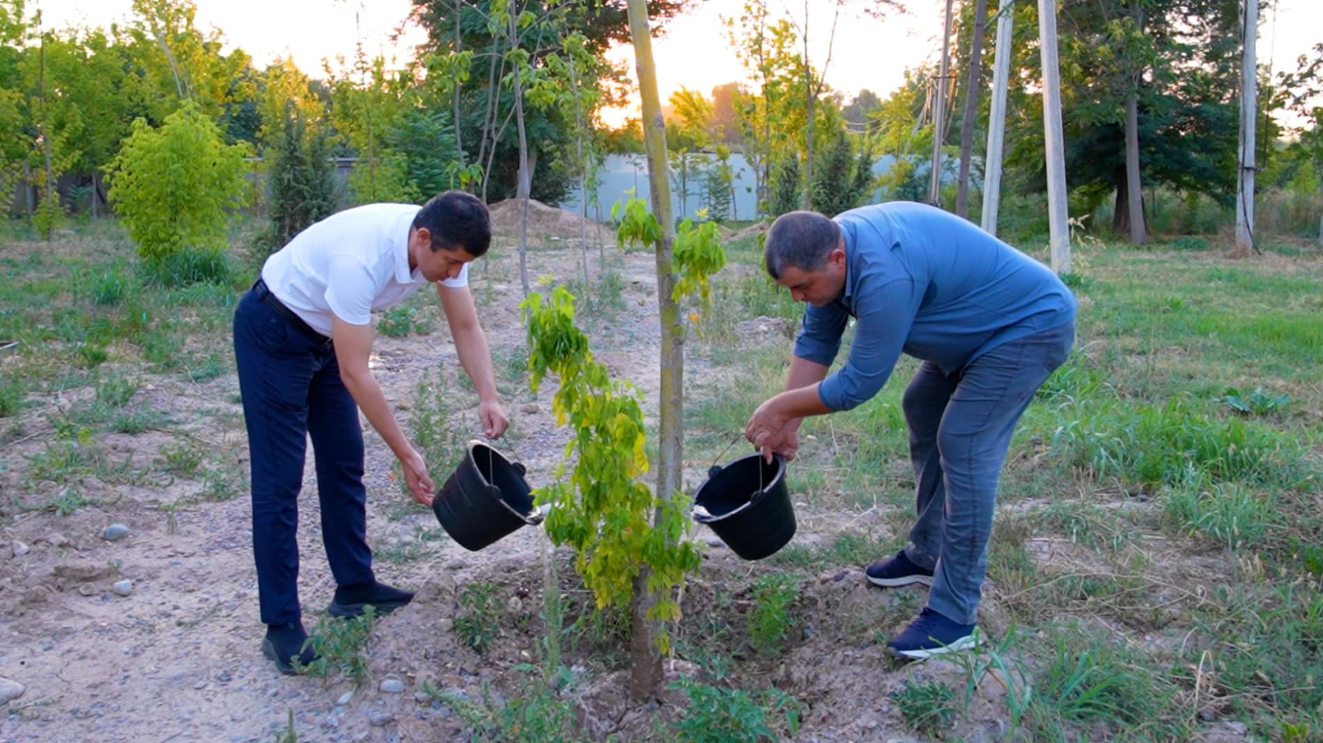 When Is the Best Time to Water Newly Planted Trees and Shrubs During Extreme Heat?