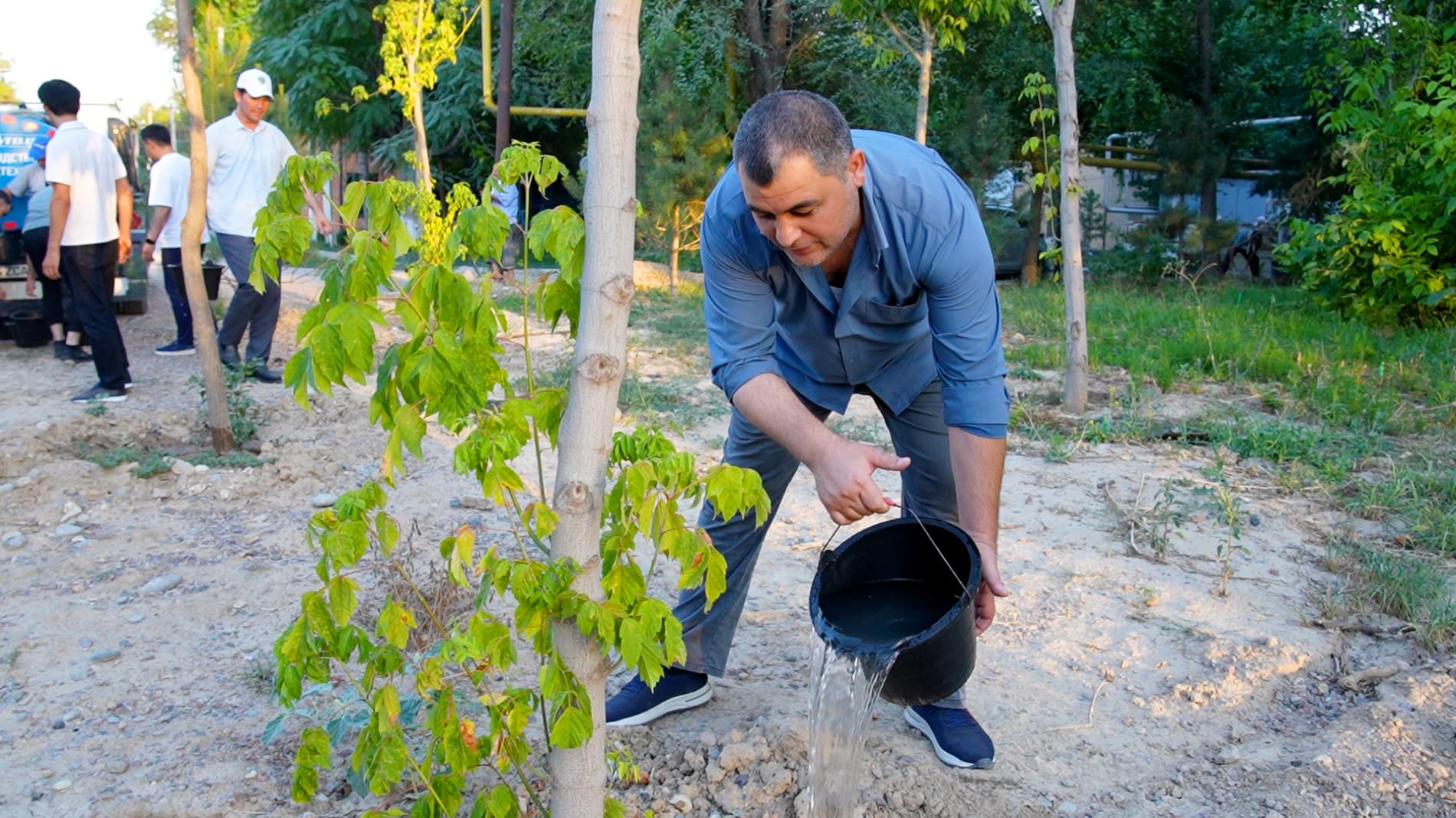 When Is the Best Time to Water Newly Planted Trees and Shrubs During Extreme Heat?