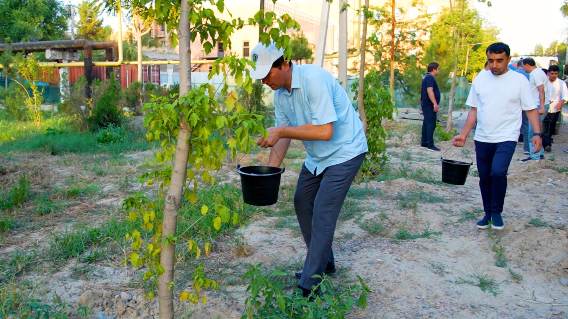 When Is the Best Time to Water Newly Planted Trees and Shrubs During Extreme Heat?