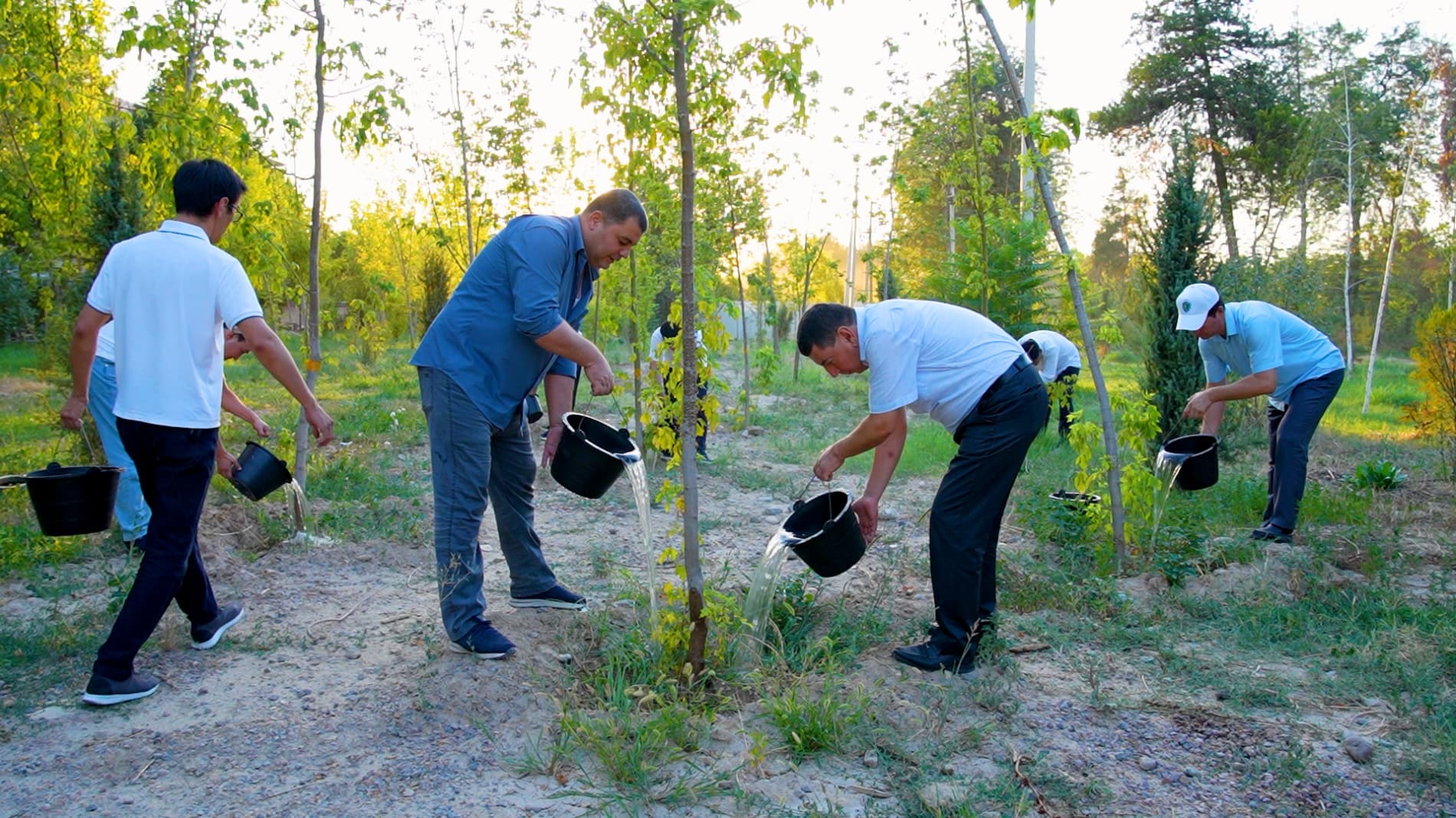 When Is the Best Time to Water Newly Planted Trees and Shrubs During Extreme Heat?