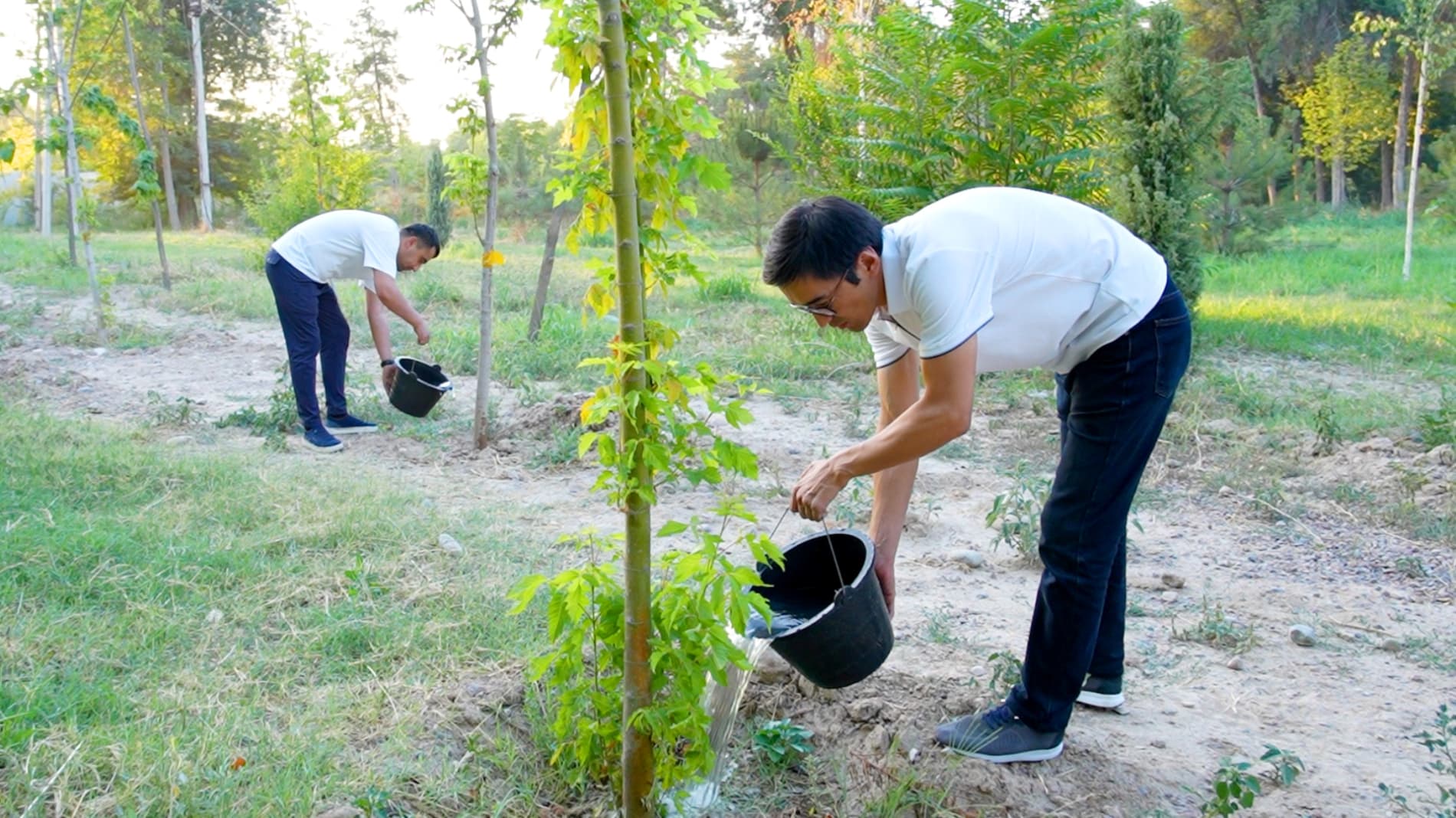 When Is the Best Time to Water Newly Planted Trees and Shrubs During Extreme Heat?