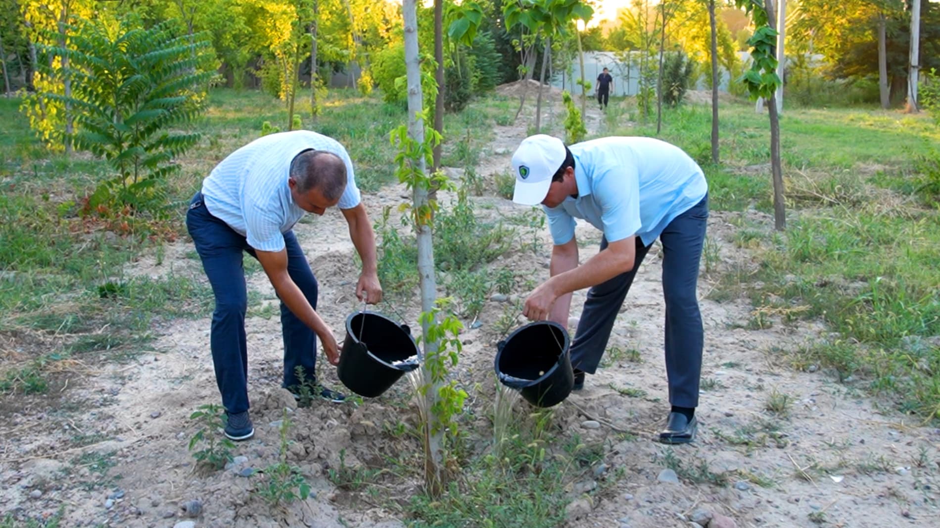 When Is the Best Time to Water Newly Planted Trees and Shrubs During Extreme Heat?