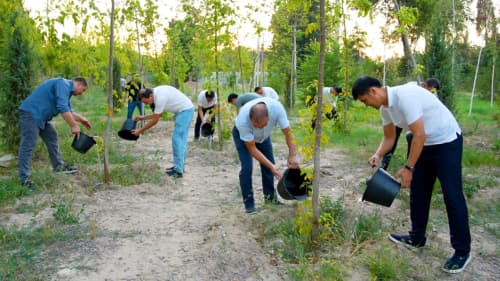 When Is the Best Time to Water Newly Planted Trees and Shrubs During Extreme Heat?